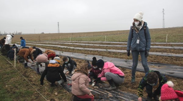 Plantation de haies