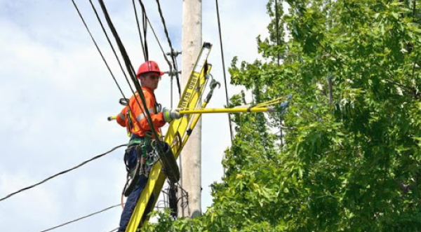 Travaux élagage