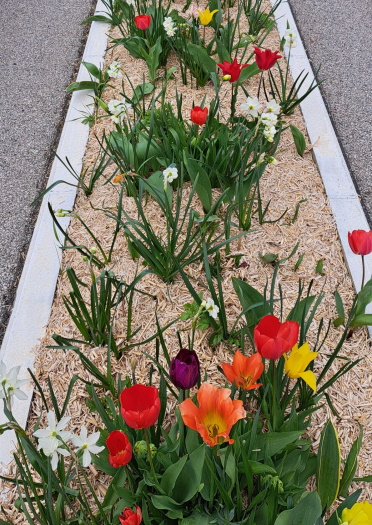 Massif rue principale