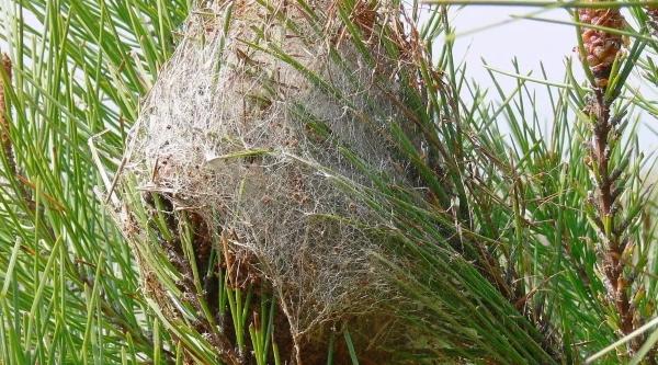 Chenilles processionnaires