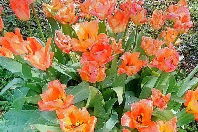 Vive le printemps fleuri à Veigné